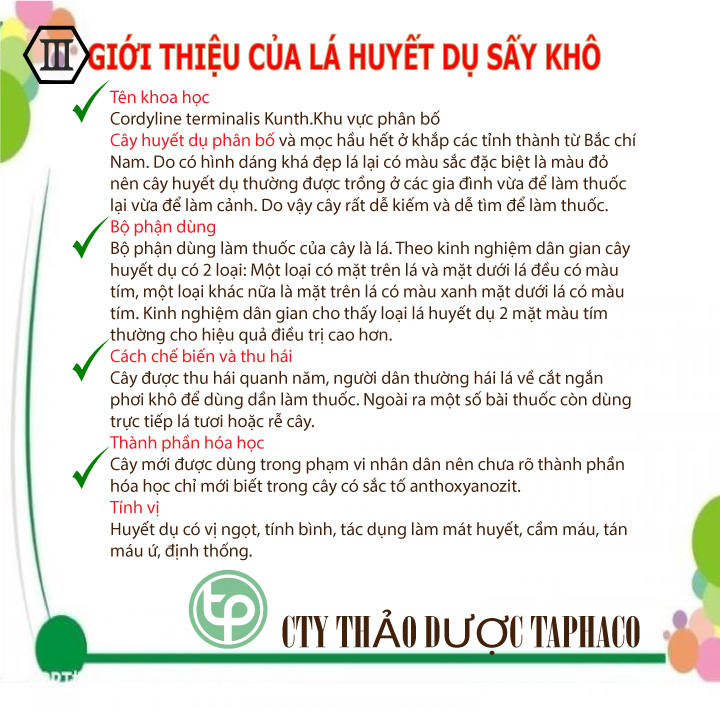 Cây huyết dụ túi lớn loại 1kg - Thảo Dược Tấn Phát - Hàng mới về