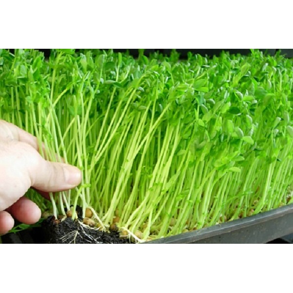 Hạt Giống Rau Mầm Đậu Hà Lan