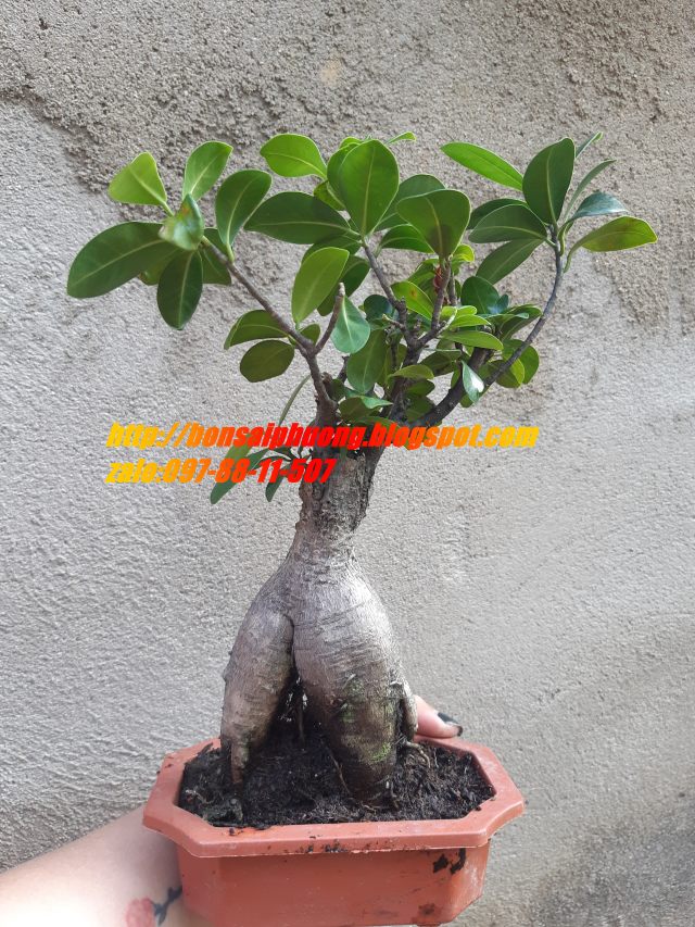 cây si nhật bonsai