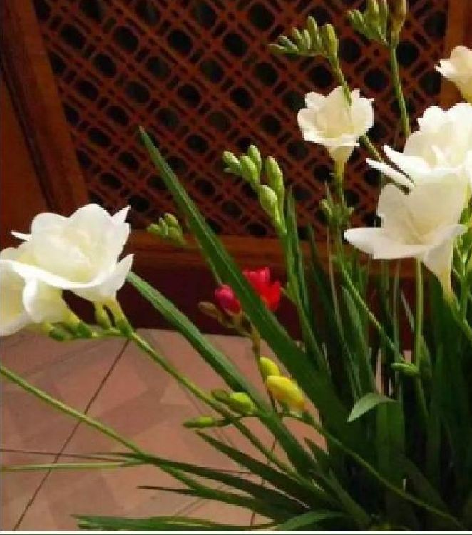 Củ giống hoa lan nam phi hoa màu trắng - 1 củ