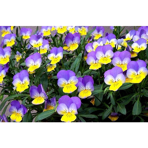 Hạt giống hoa VIOLA TN