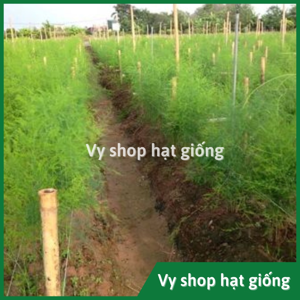 Hạt giống măng tây xanh Thái Lan