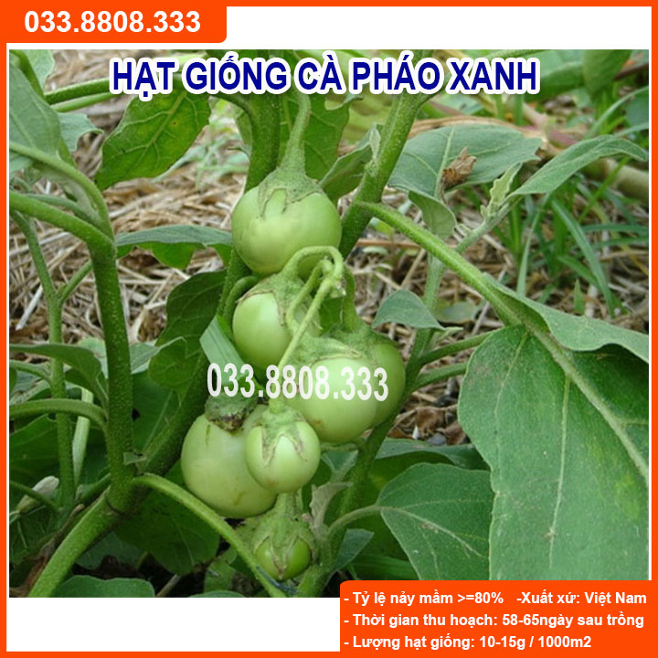 Hạt giống cà pháo xanh - quả to đẹp
