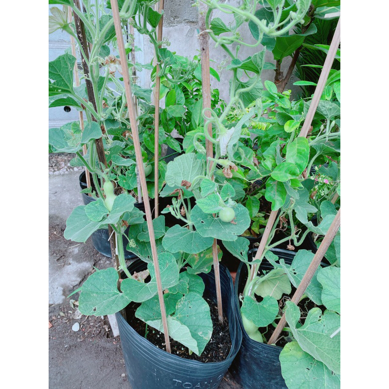Bụi Bầu Hồ Lô