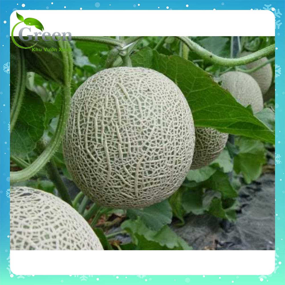 Hạt Giống Dưa Lưới Lai F1 Thái Lan Ruột Vàng, Trái To Giòn Ngọt