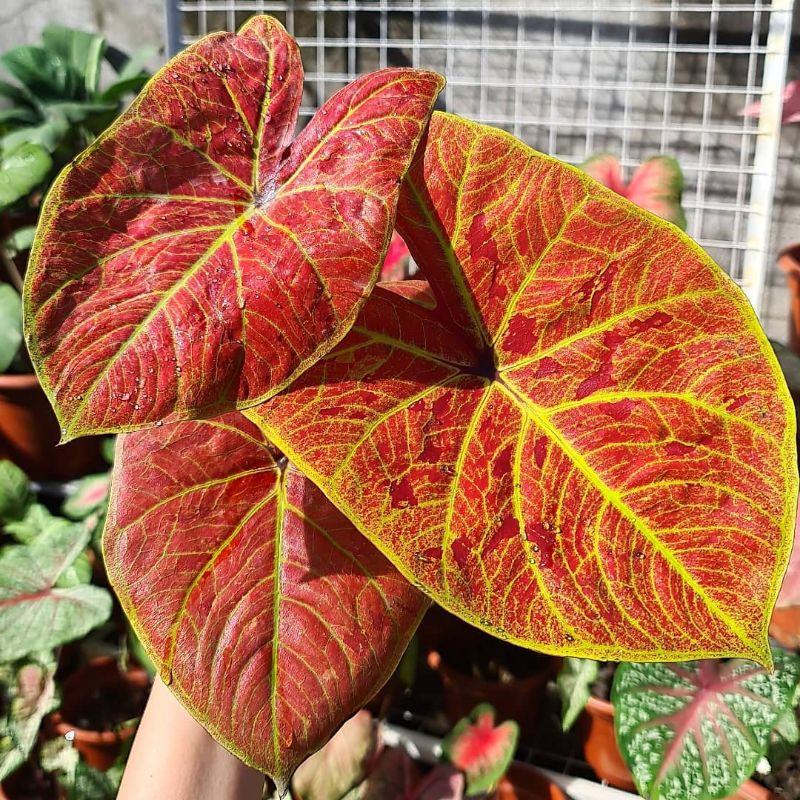 Cây kiểng lá Caladium New Wave - Môn đốm đỏ