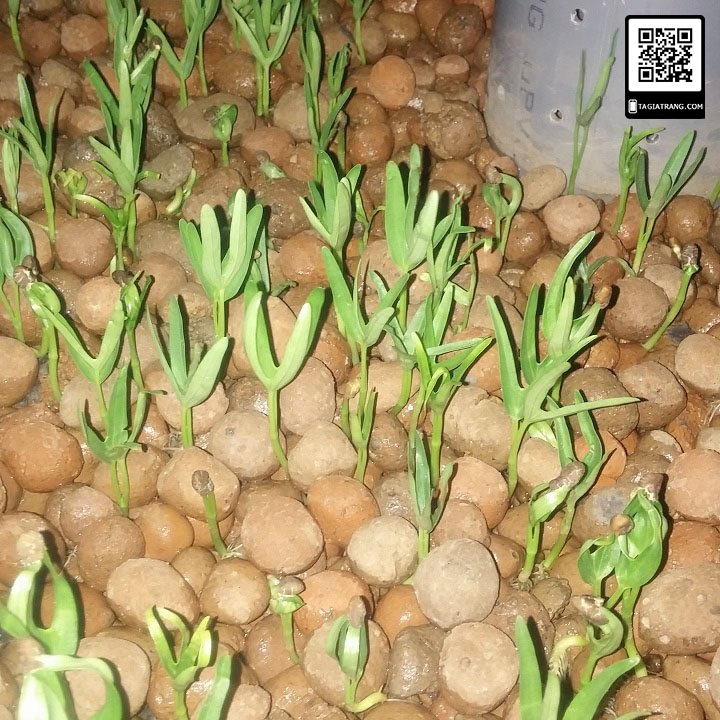 Hạt giống rau mầm rau muống, có vị ngọt mát và rất giòn, nhiều dinh dưỡng