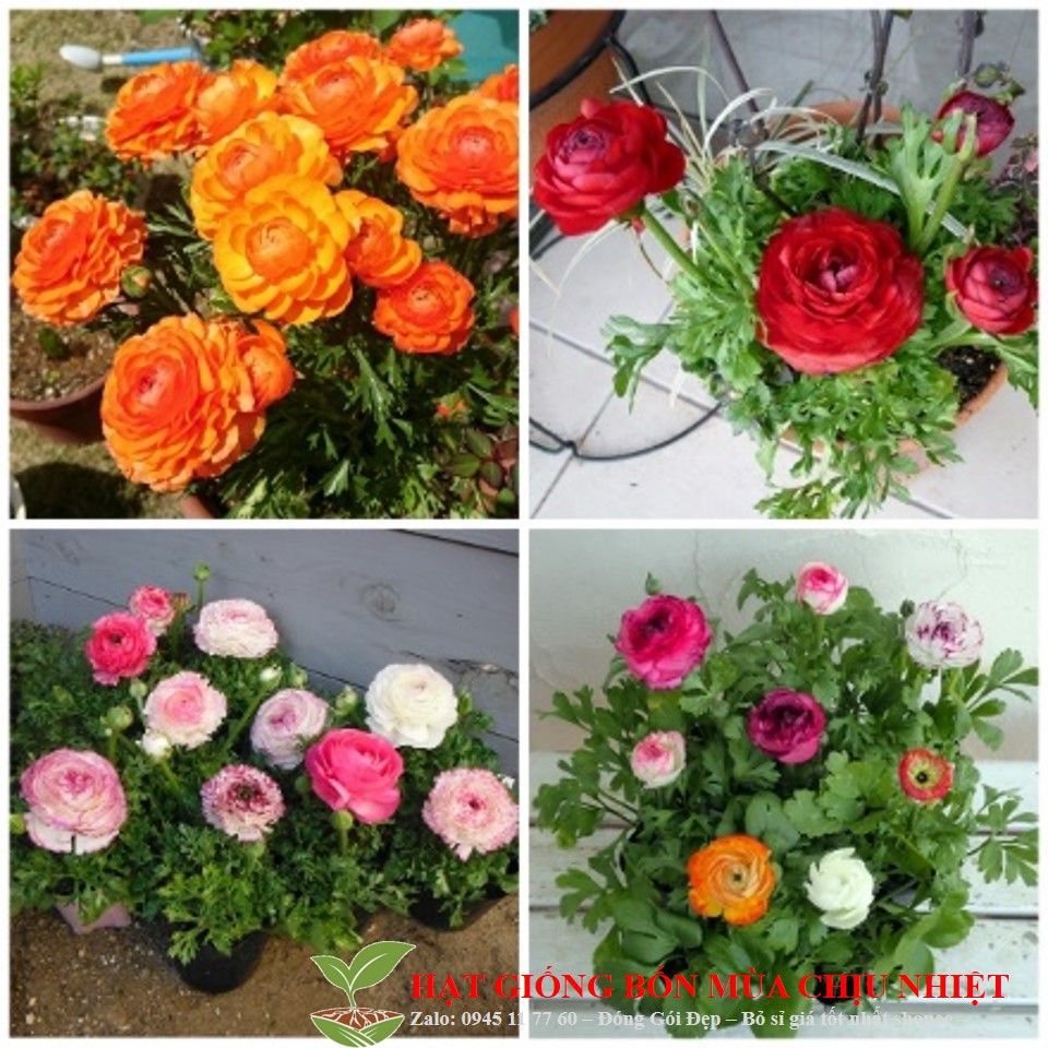 223A Gói 10 Hạt Mao Lương-Hoa Hồng Ri Ba Tư Đến Mùa Trồng Tết