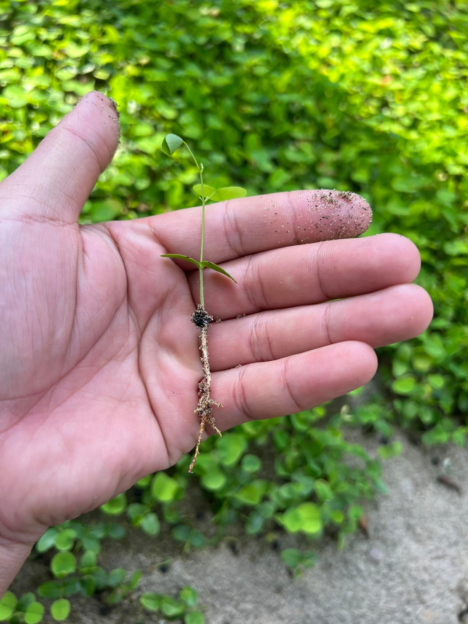 50gram hạt giống Trắc Đỏ (Cẩm lai nam bộ)