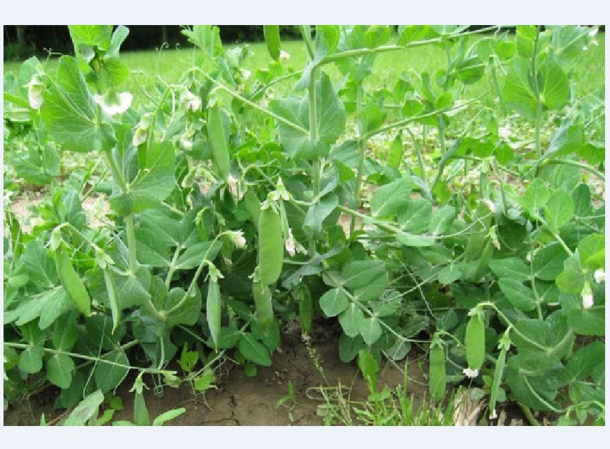Hạt giống đậu hà lan Xanh - Gói 50gram