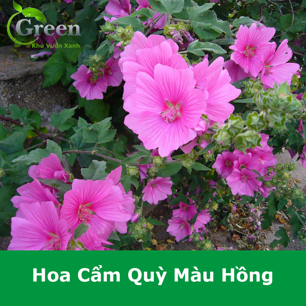 Hạt Giống Hoa Cẩm Quỳ Màu Hồng