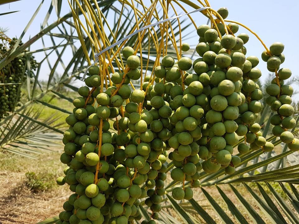 cây giống chà là thái