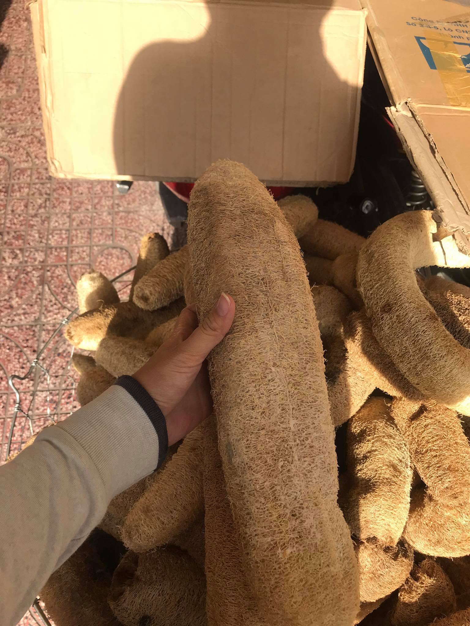 Trái sơ mướp khô giá 1 trái