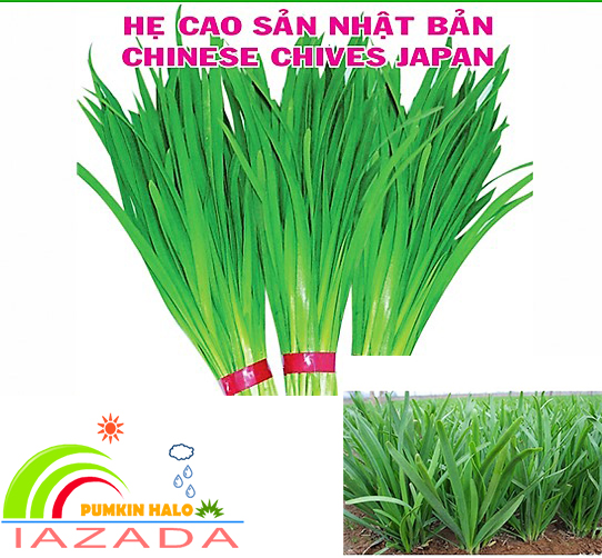 [HCM]Hạt Giống Hẹ Cao Sản Nhật Bản-gói 1gram