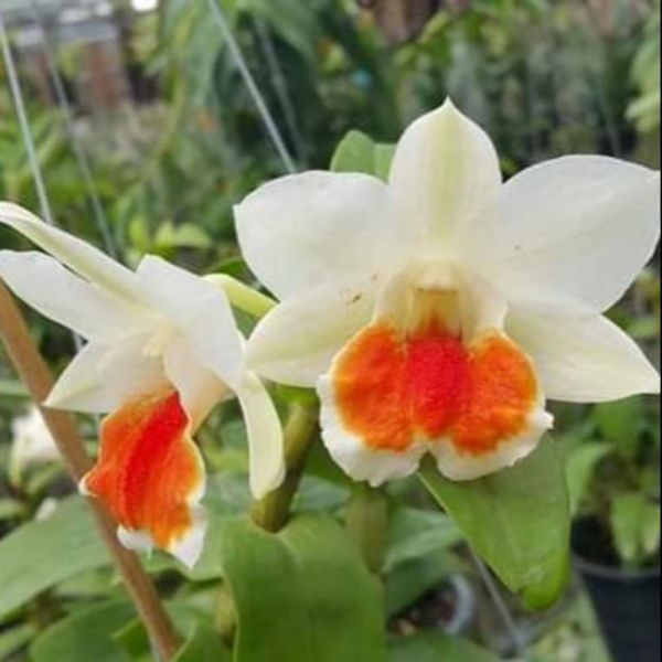 Lan Damry trưởng thành sắp hoa