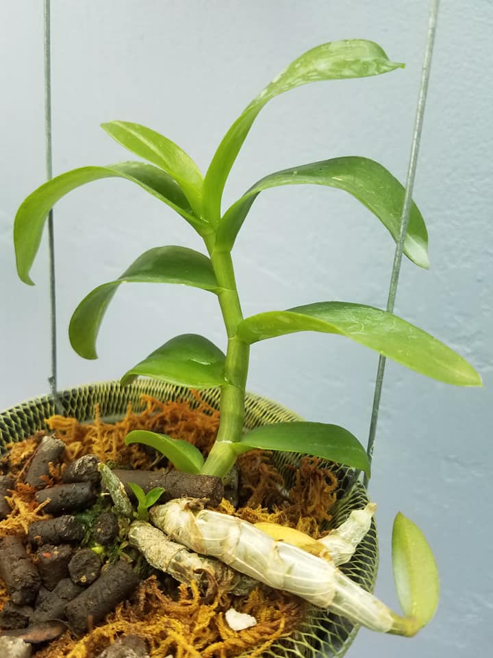 Hoa phong lan phi điệp 5ct phú thọ