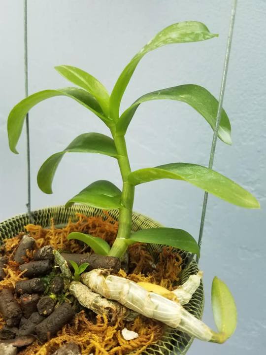 Farm Zone 315 Giá Gốc Lan phi điệp đột biến 5 CÁNH TRẮNG BẢO DUY cây đẹp, cam kết chất lượng