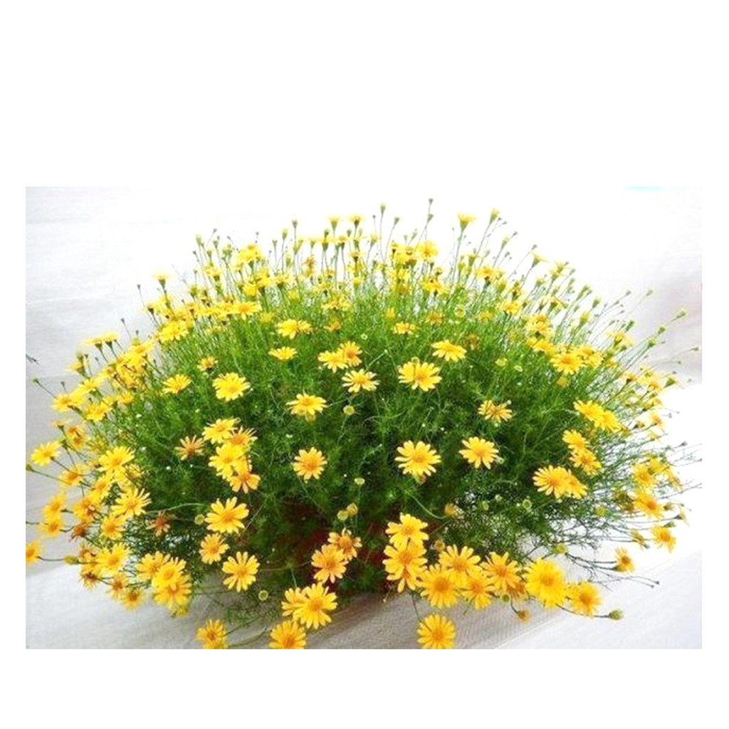 Hạt giống hoa cúc sao băng - gói 100 hạt