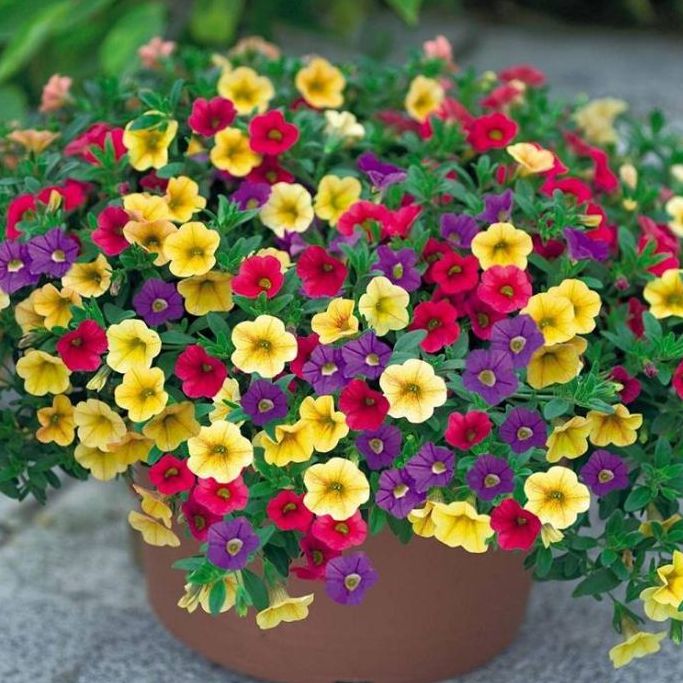 Hạt giống hoa triệu chuông-100 hạt