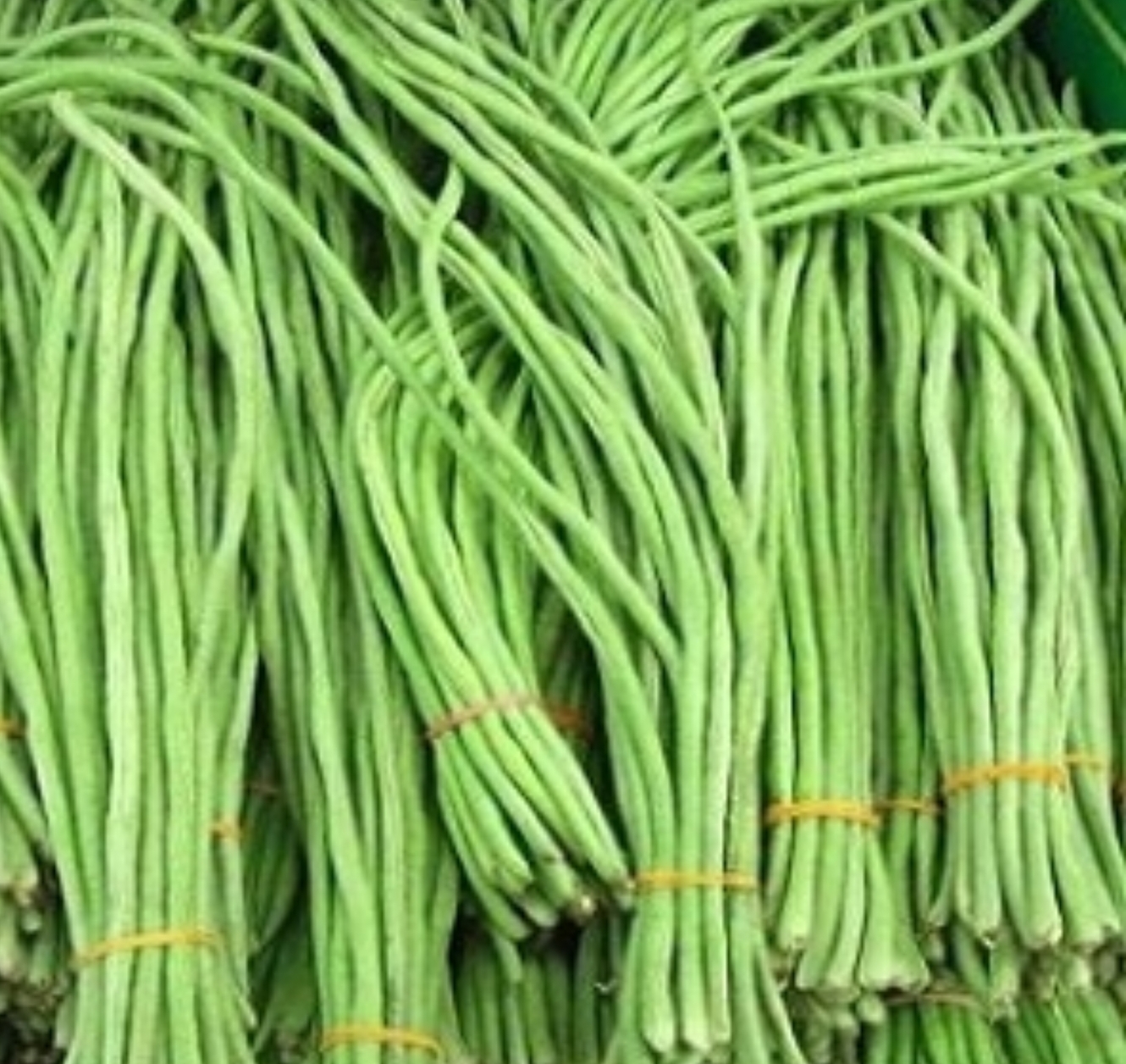 Hạt giống đậu đũa Mai Vàng 20gr