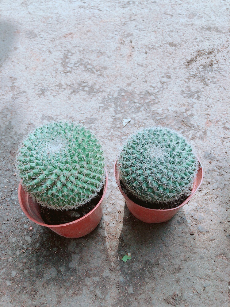Combo 2 Cây Xương Rồng