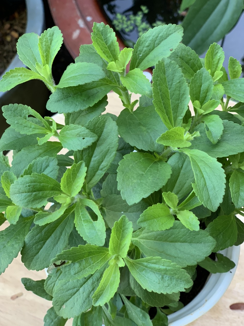 Chậu cây cỏ ngọt - cúc ngọt - Stevia