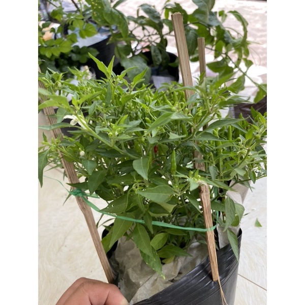 Cây ớt hiểm
