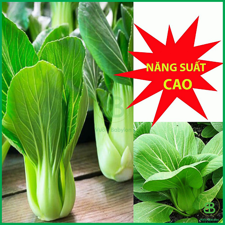 Hạt Giống Cải Thìa 20Gr Bẹ Lớn, Ngọt