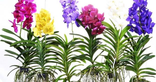 COMBO 5 CÂY GIỐNG LAN VANDA THÁI ĐỦ MÀU