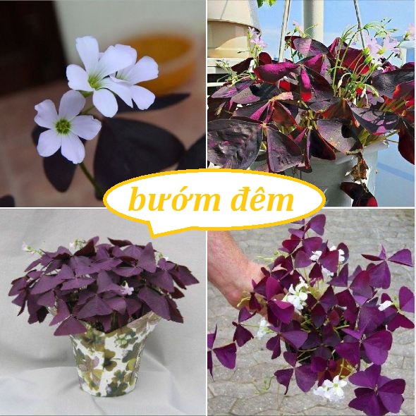 Combo 5 củ hoa bướm đêm lá tím hoa trắng-trồng quanh năm