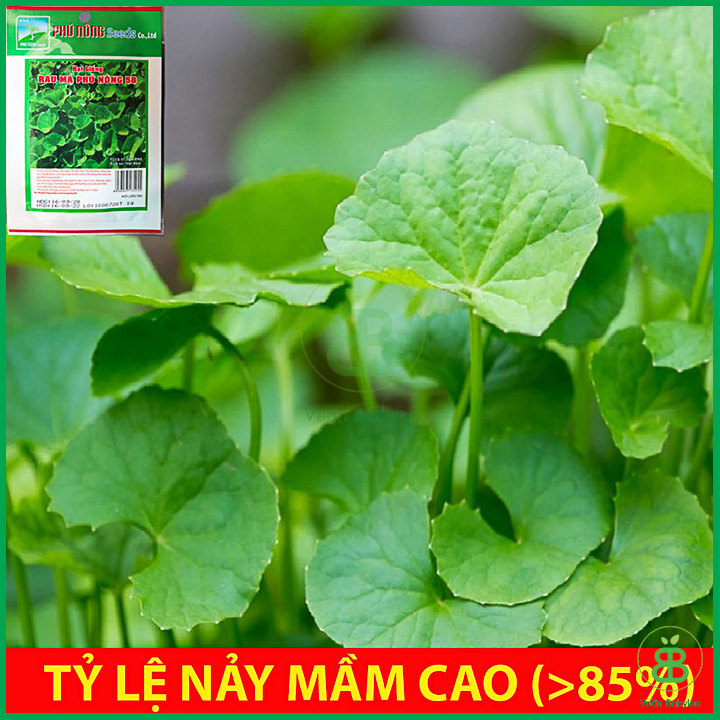 Hạt Giống Rau Má Giàu Dinh Dưỡng