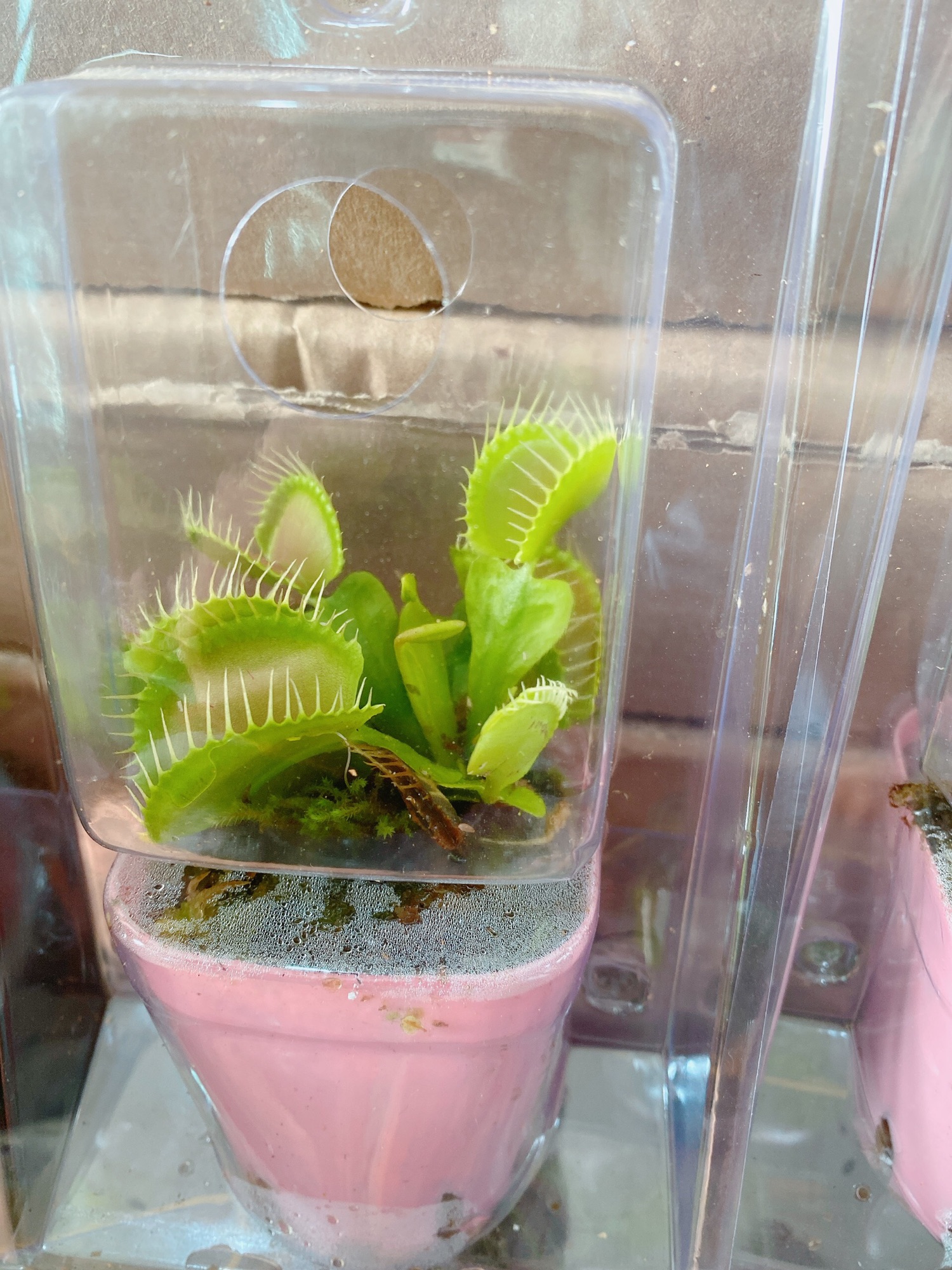 Cây bắt mồi