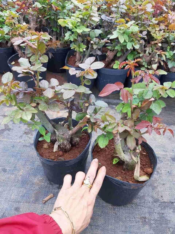 GỐC HOA HỒNG BỤI GỐC TO KHỎE (khách được chọn màu )