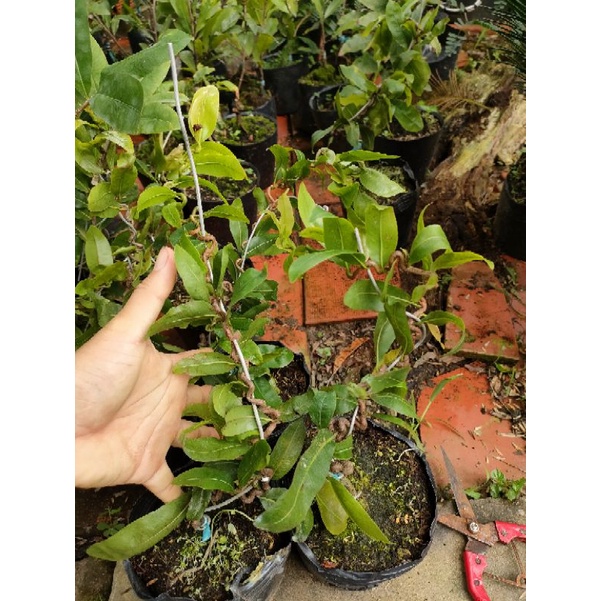 Chậu Cây mai giảo, mai tự quắn
