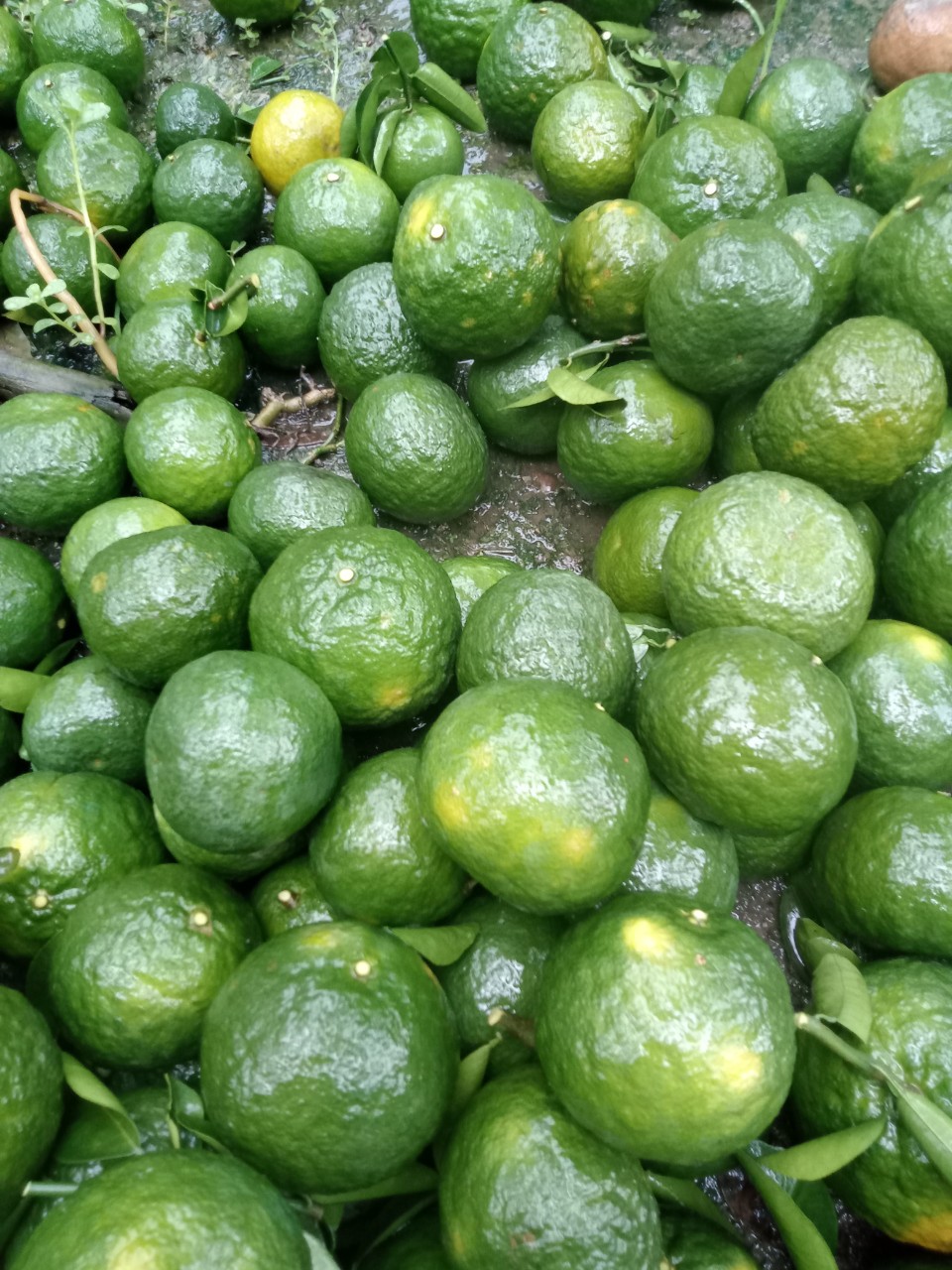 HCM - Cam sành nguyên trái (1kg) - [Giao nhanh TPHCM]