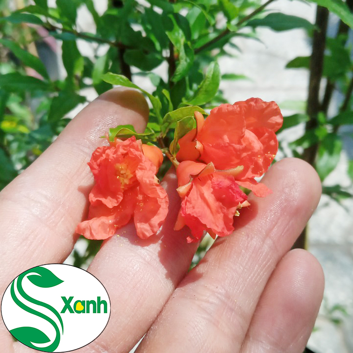 Cây Lựu Đỏ Sai Qủa