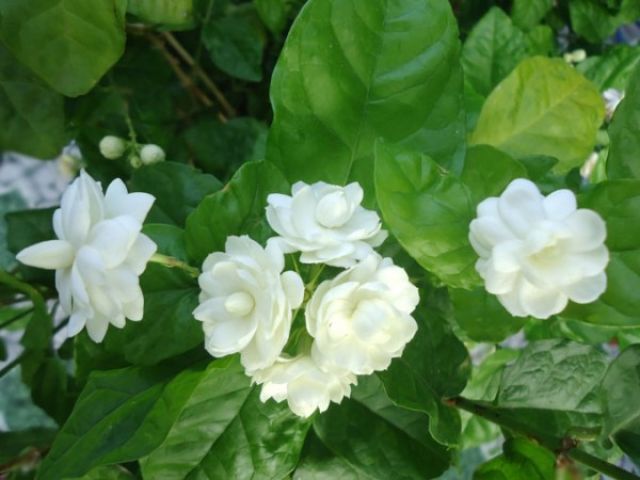 (cây cảnh mini, cây ăn quả) Cây hoa nhài ta cánh kép, mặt hàng đang được săn đón, chất lượng sản phẩm đảm bảo và cam kết hàng đúng mô tả