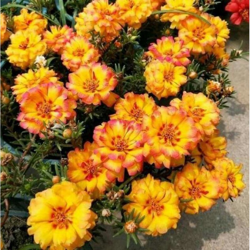 hạt giống hoa mười giờ kép mix