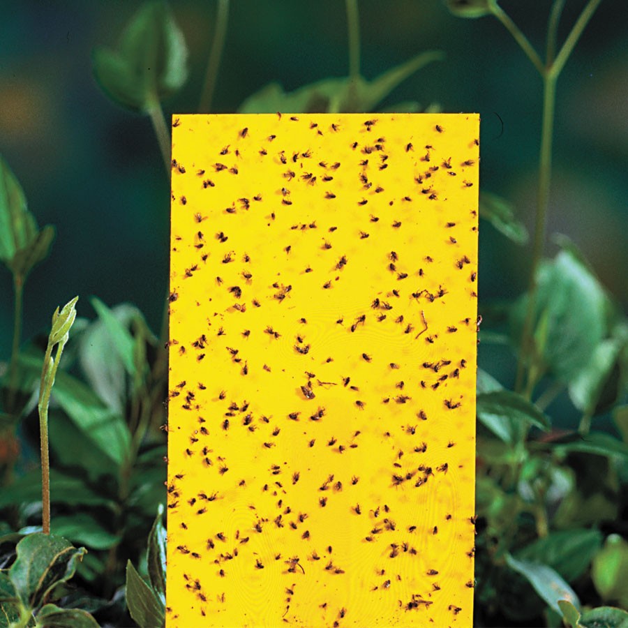 Miếng bẫy dính ruồi vàng 15x25cm