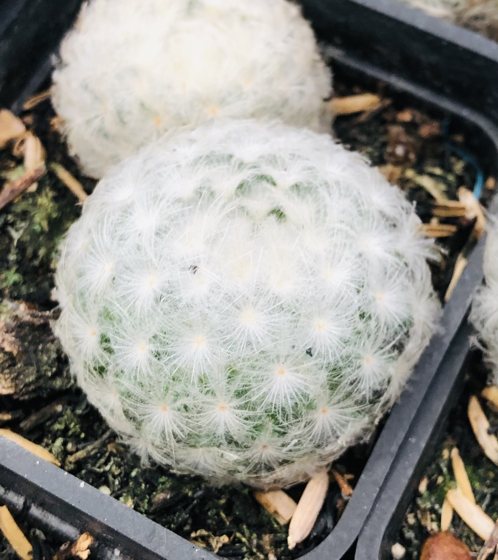 Xương rồng mami plumosa-có tặng đất trồng