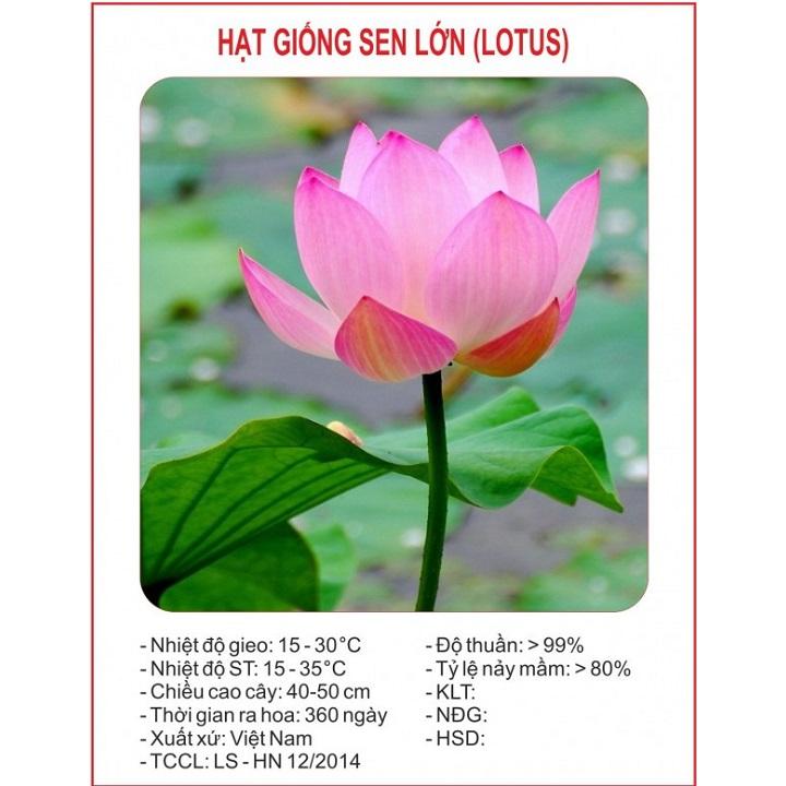 Hạt giống hoa sen lớn gói 10 hạt xuất xứ Việt Nam