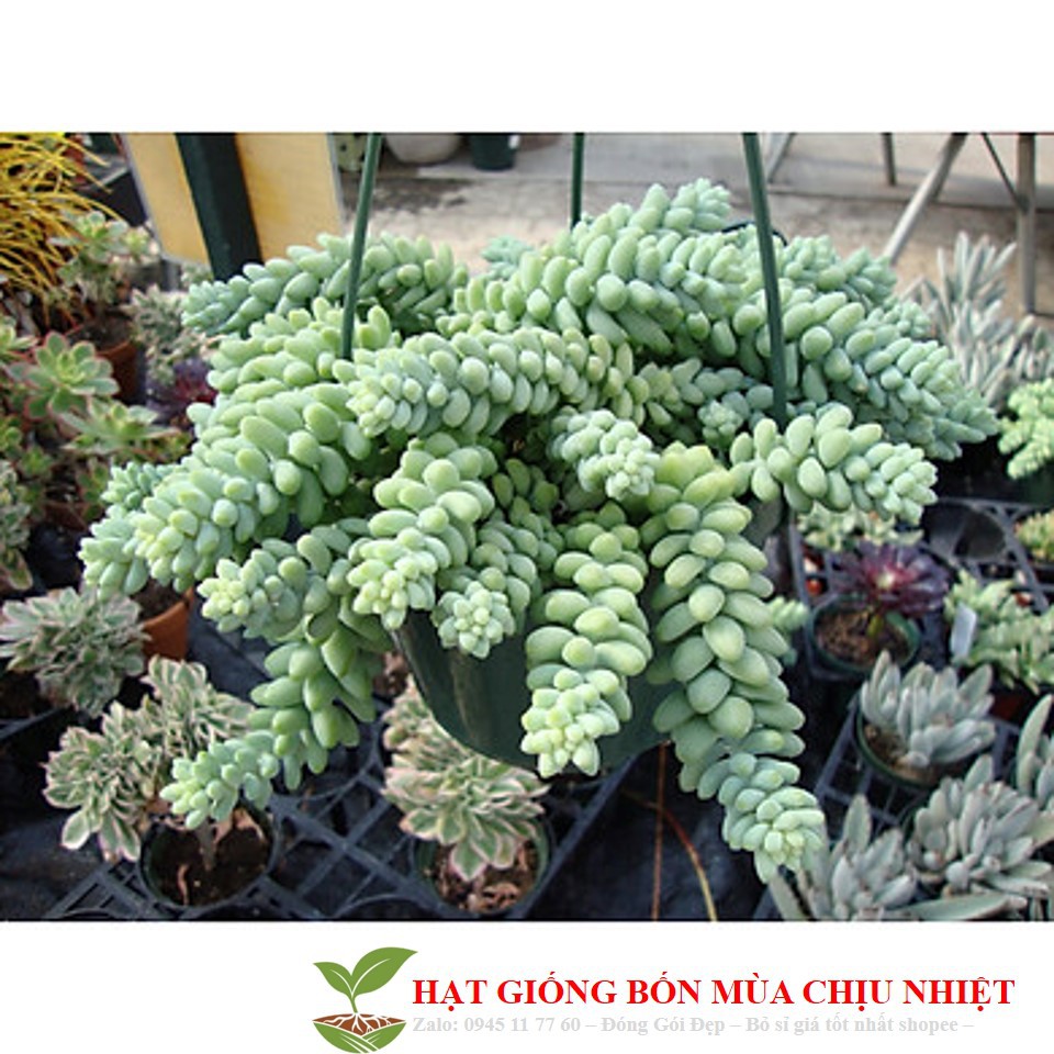 Hạt giống sen đá chuỗi ngọc 20 hạt