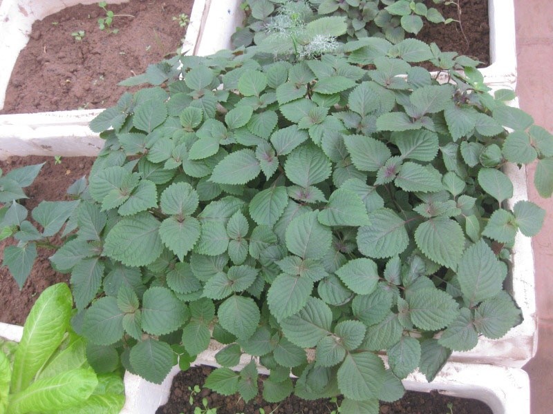 Hạt Giống Cây Rau Tía Tô - ( 2gr/gói )