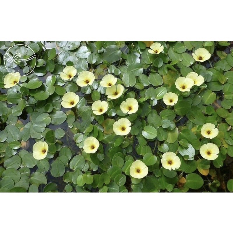 Hydrocleys Nymphoides - Cây Thuỷ Quỳnh - Cây Thuỷ Sinh