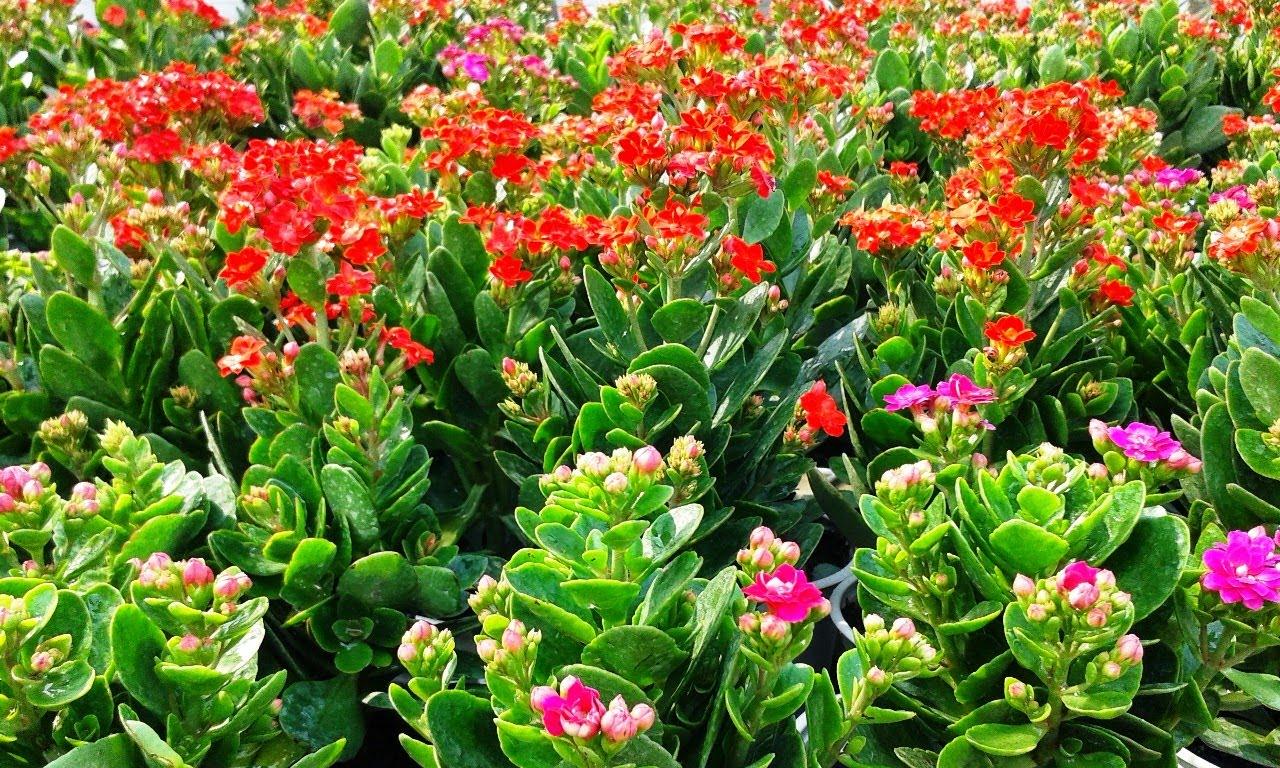 Cây Sống Đời Mix Màu - Chậu Cây Cảnh