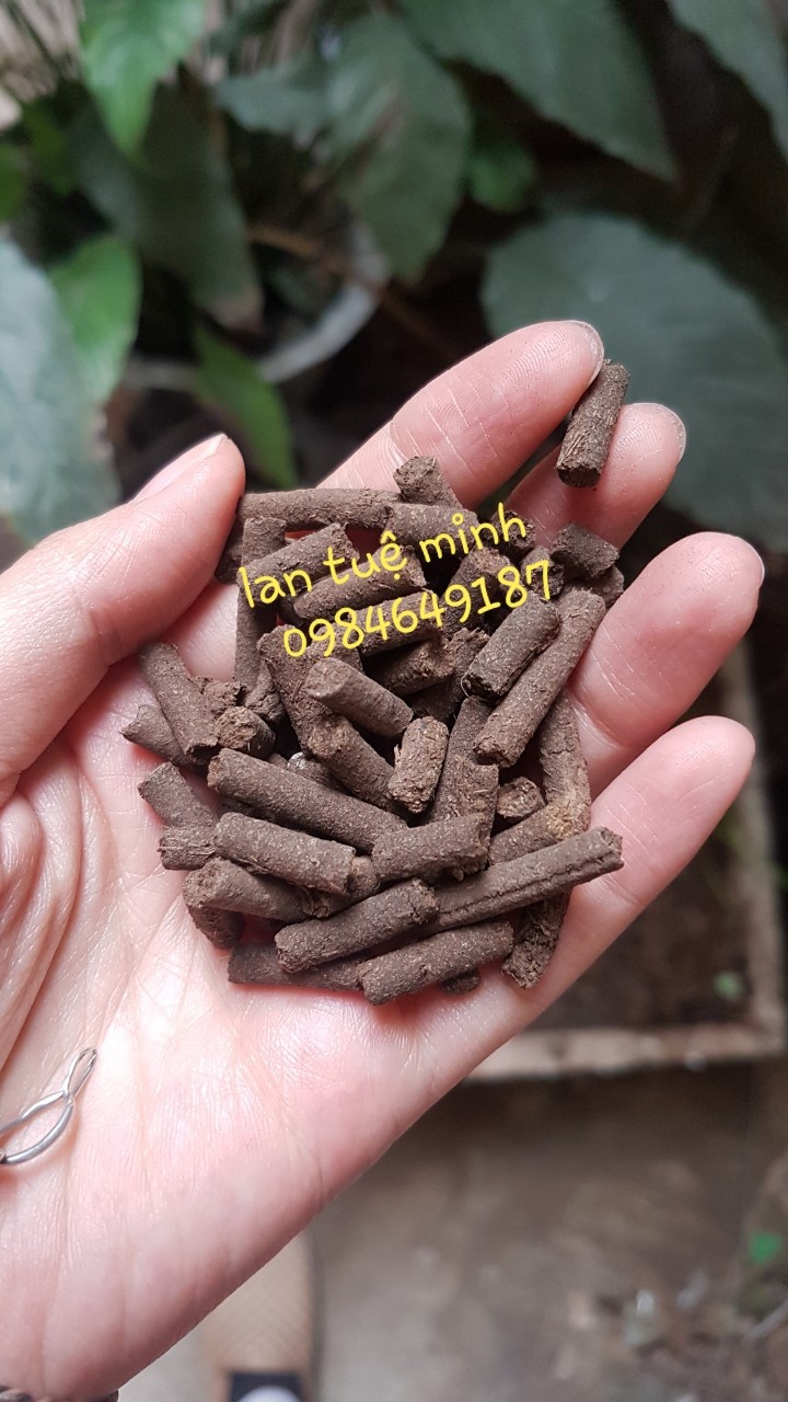 Combo 2kg phân trùn quế