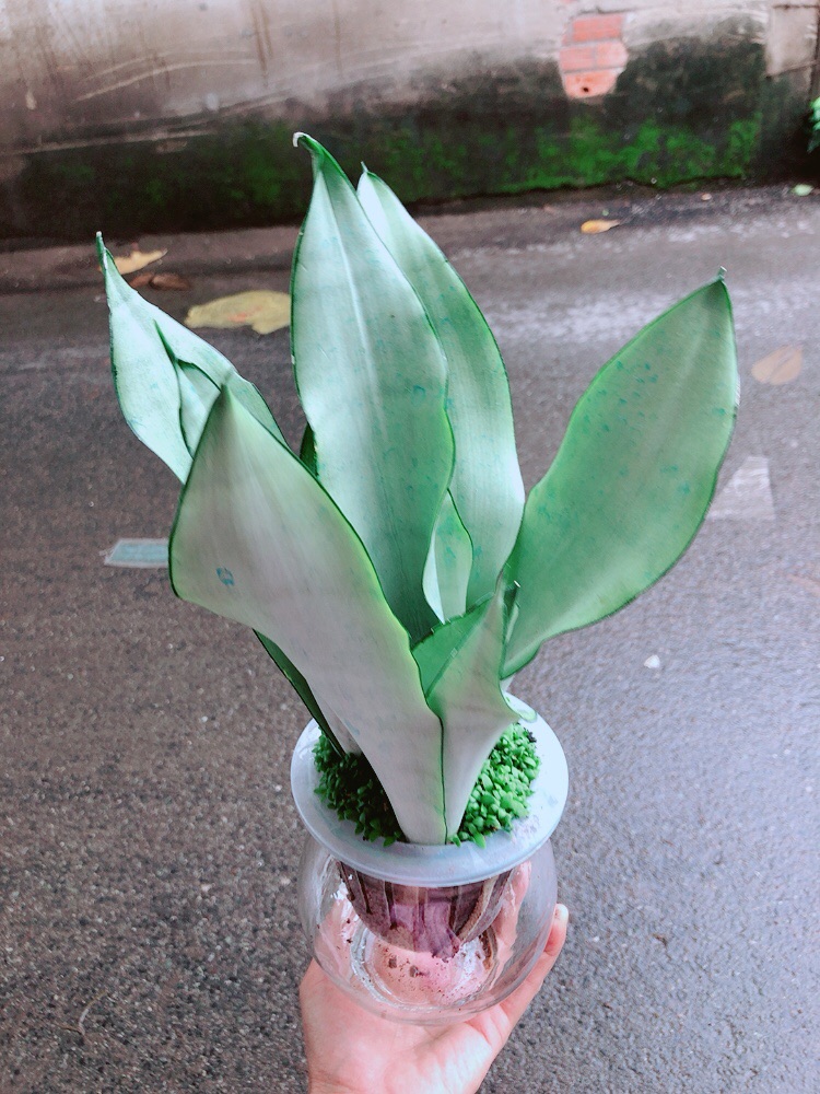 Chậu Lưỡi Hổ Bạc Thuỷ Sinh