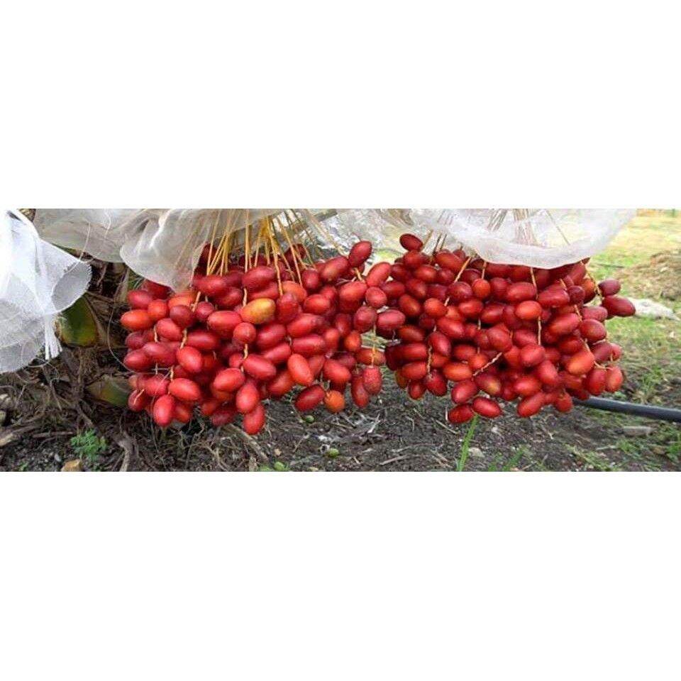 Cây chà là ăn trái   - Cây Giống Nhập Khẩu