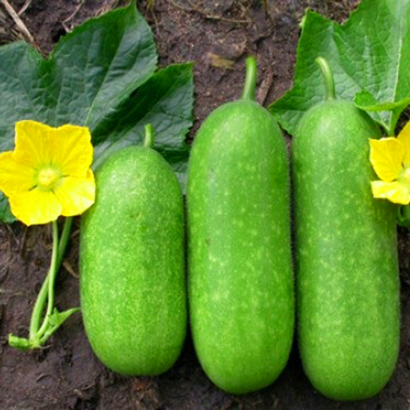 ⚡HẠT GIỐNG BÍ ĐAO CHANH_15 HẠT(CHUẨN FARM)⚡