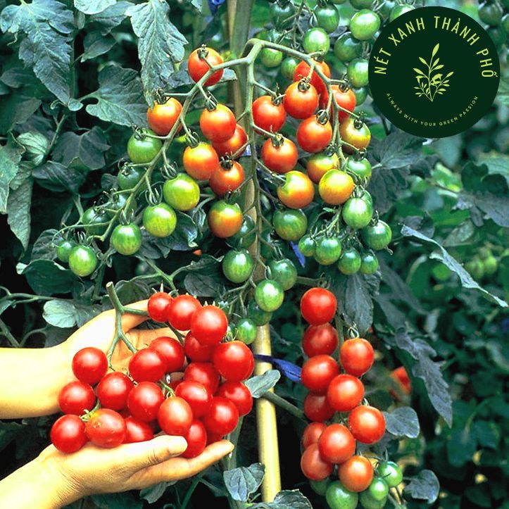 [GIAO HÀNG 2 GIỜ] Hạt giống Cà chua Cherry đỏ